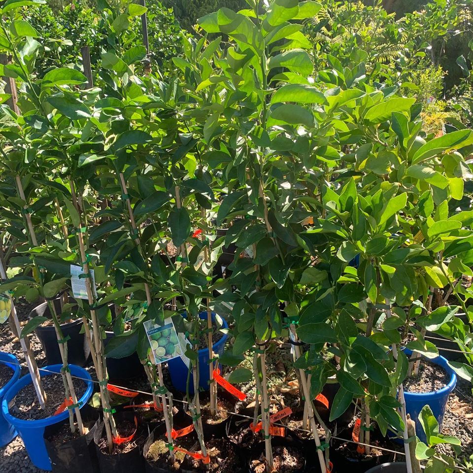 Lakeside Plants & Nursery