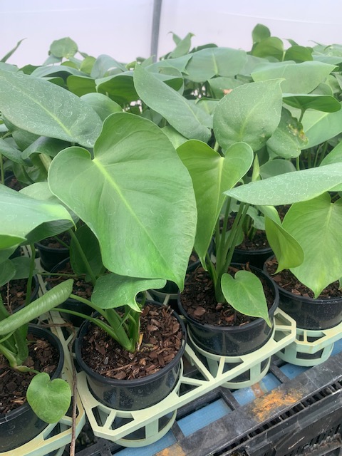 Lakeside Plants & Nursery