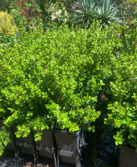 Lakeside Plants & Nursery