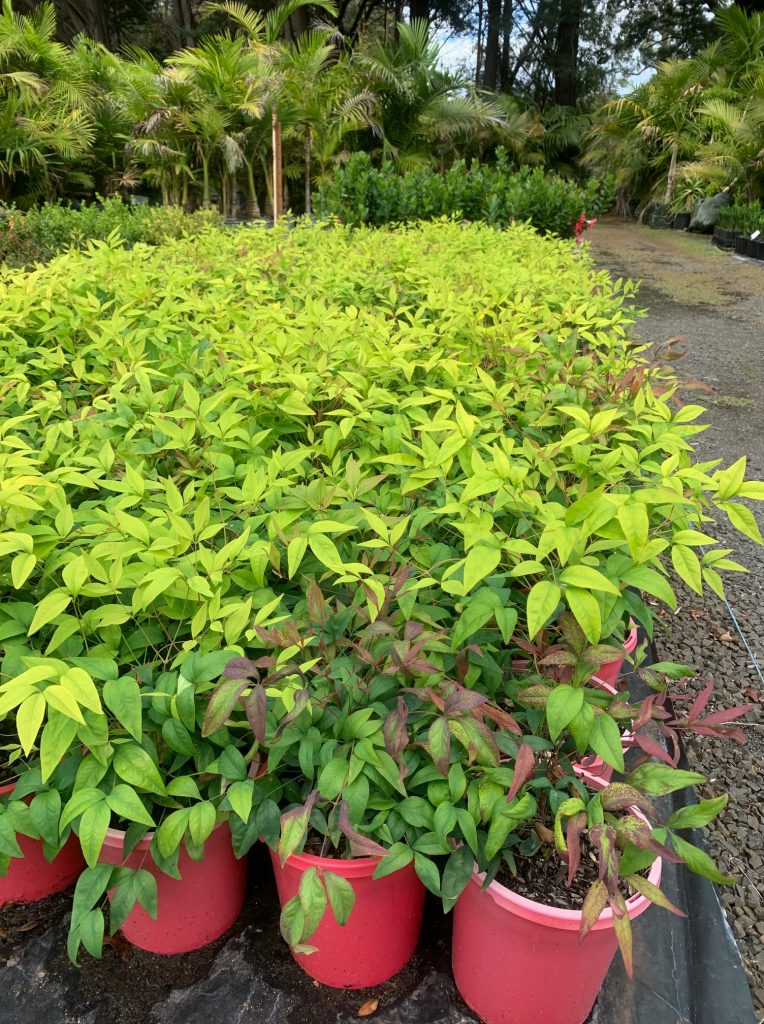 Lakeside Plants & Nursery