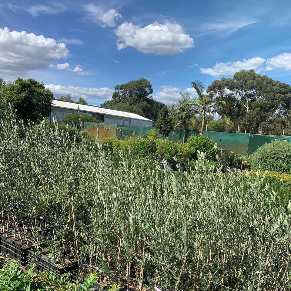 Lakeside Plants & Nursery