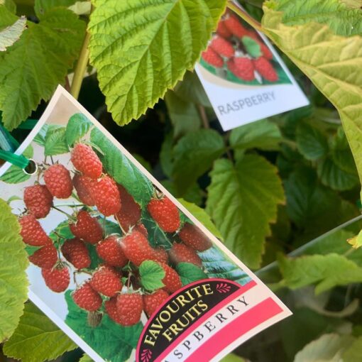 raspberry-plant