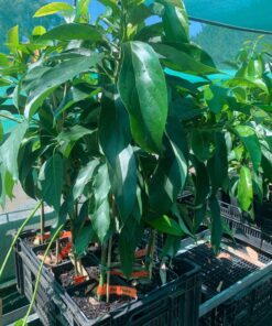 reed avocado tree