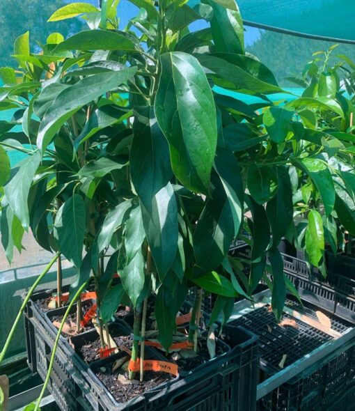 reed avocado tree