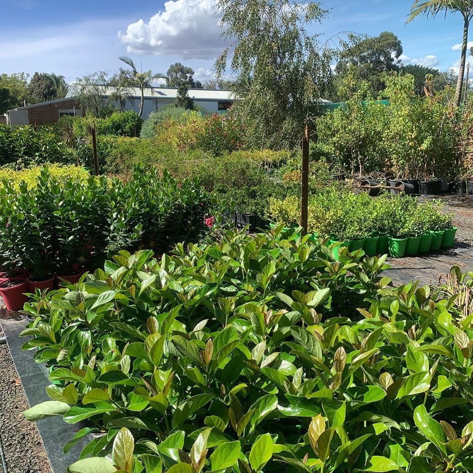 Lakeside Plants & Nursery