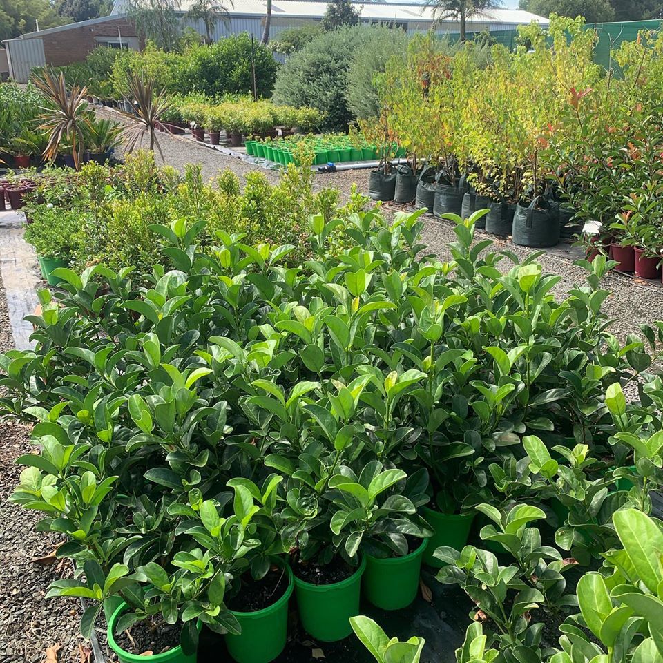 Lakeside Plants & Nursery