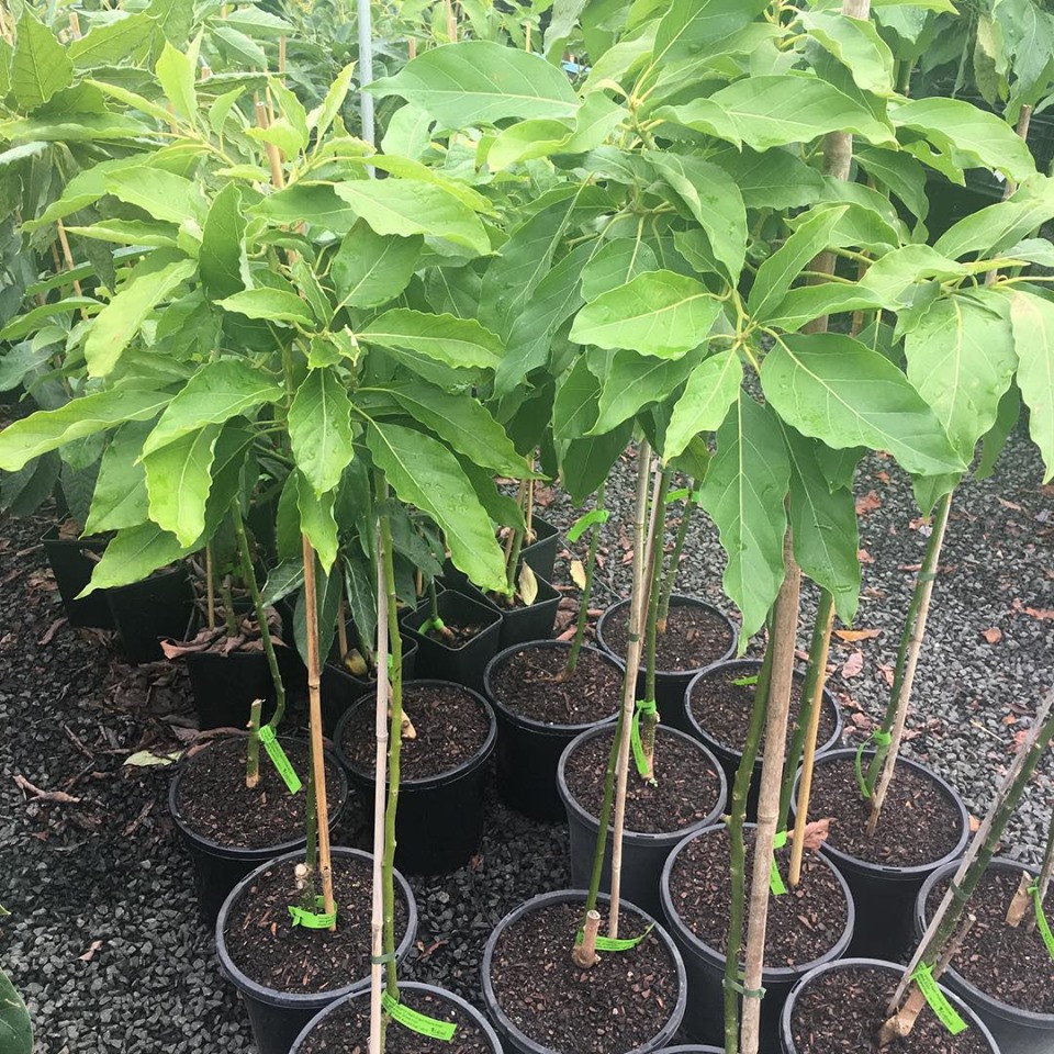 Lakeside Plants & Nursery