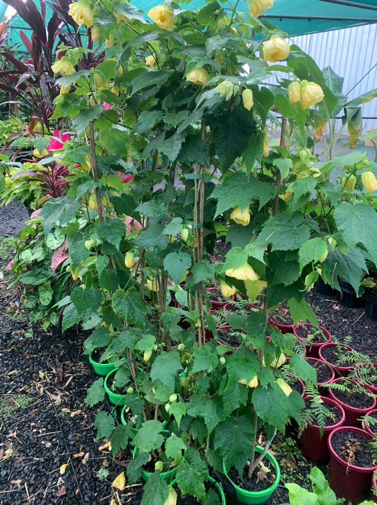 Lakeside Plants & Nursery