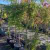 Agonis Flexuosa