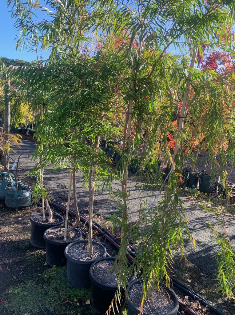Lakeside Plants & Nursery