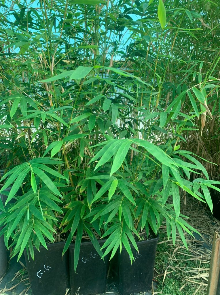Lakeside Plants & Nursery