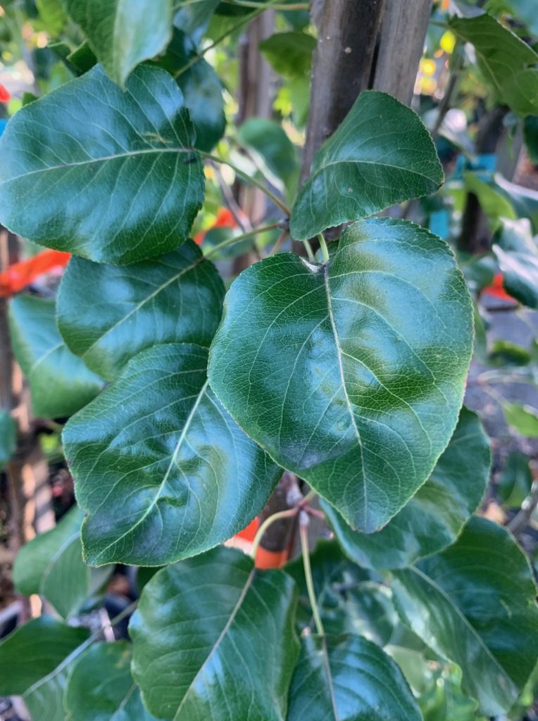 Lakeside Plants & Nursery