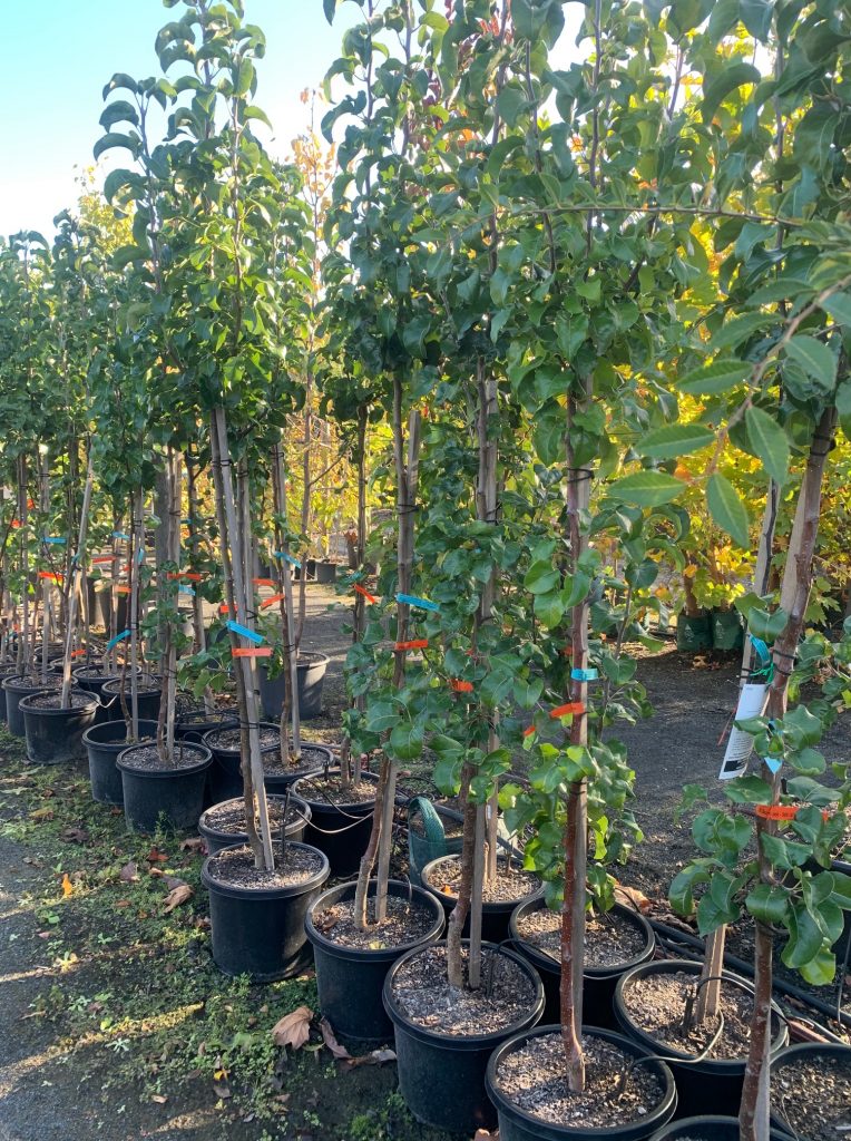 Lakeside Plants & Nursery