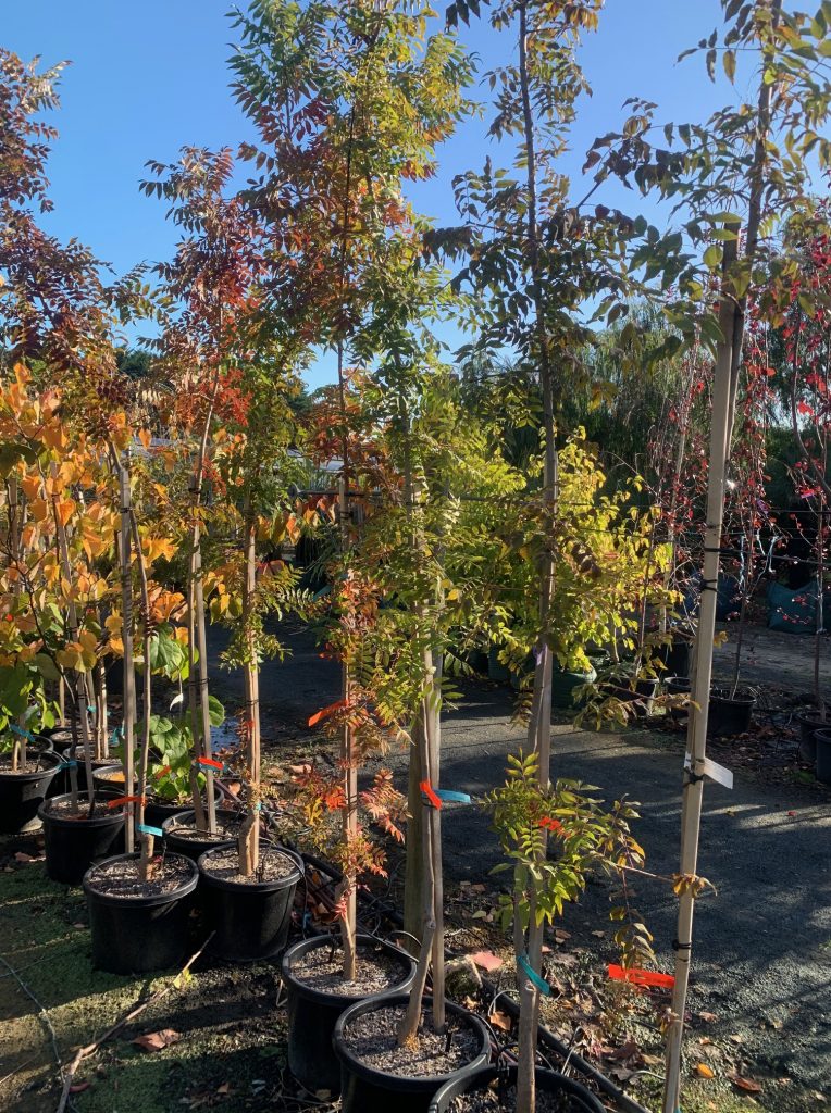 Lakeside Plants & Nursery