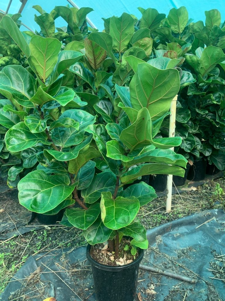 Lakeside Plants & Nursery