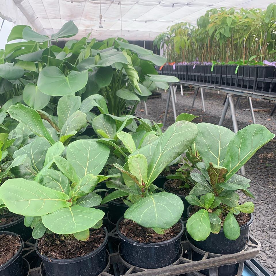 Lakeside Plants & Nursery