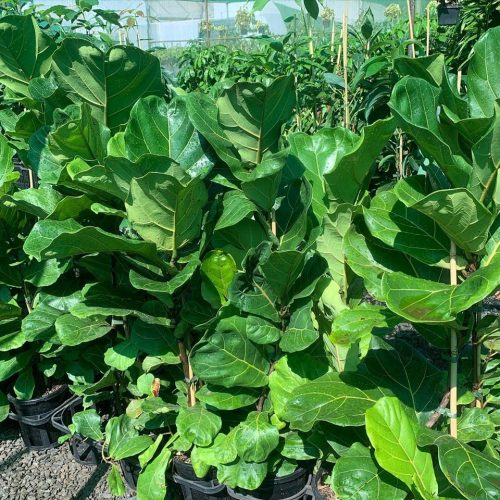 Lakeside Plants & Nursery