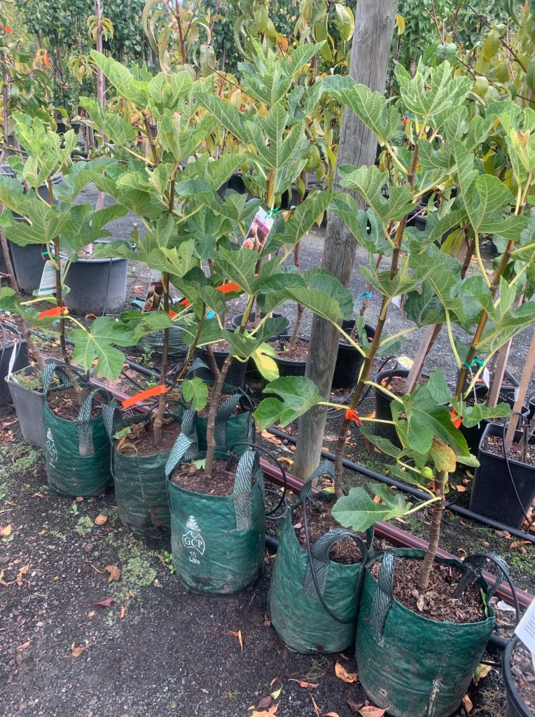 Lakeside Plants & Nursery