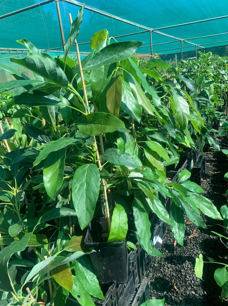 Lakeside Plants & Nursery