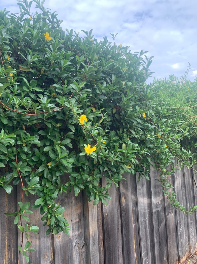 Lakeside Plants & Nursery