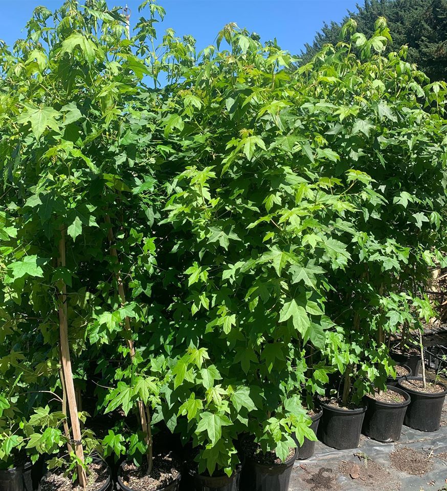 Lakeside Plants & Nursery