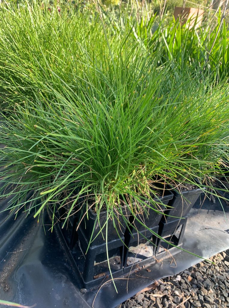 Lakeside Plants & Nursery