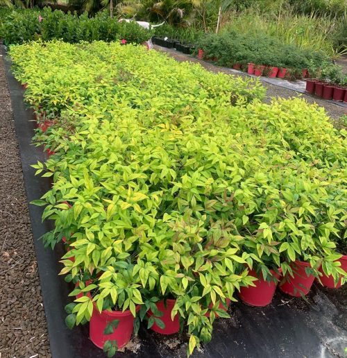 Lakeside Plants & Nursery