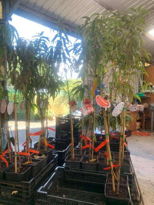 Lakeside Plants & Nursery