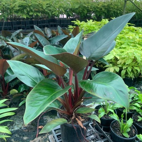 17cm Philodendron Rojo Congo