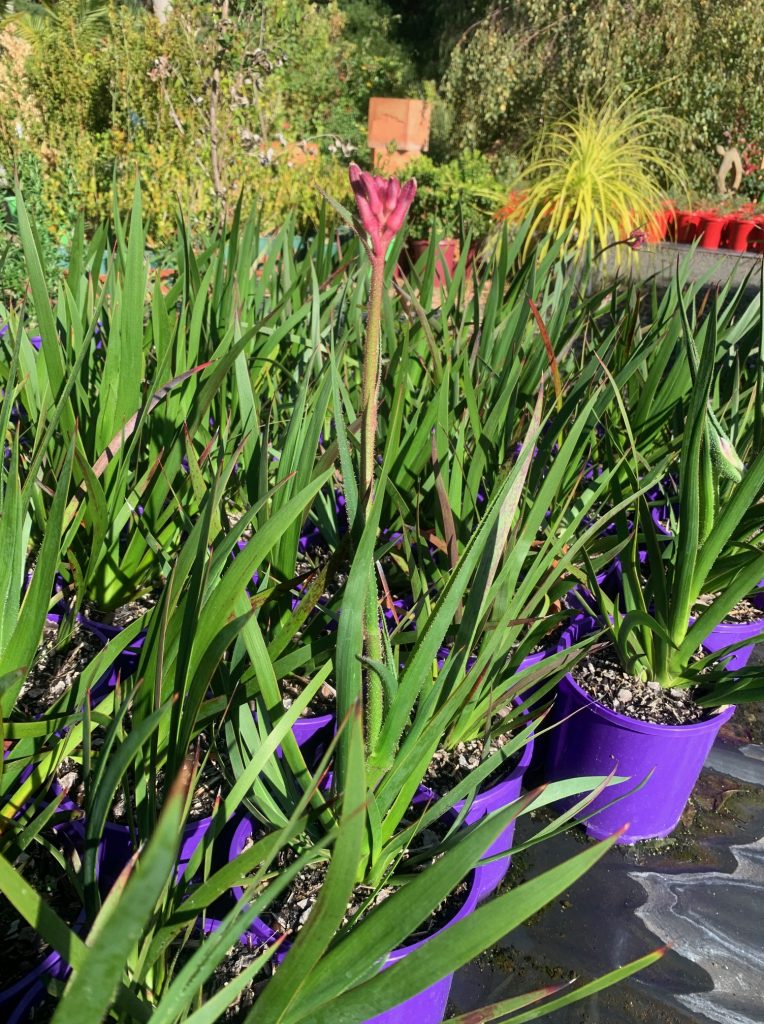 Lakeside Plants & Nursery