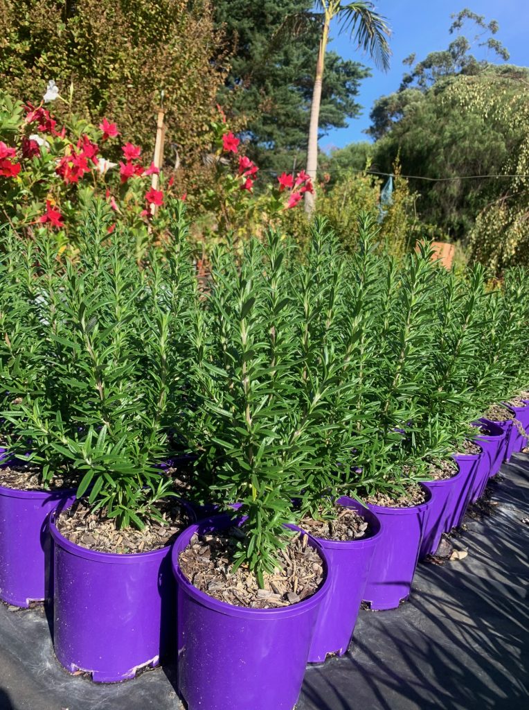 Lakeside Plants & Nursery