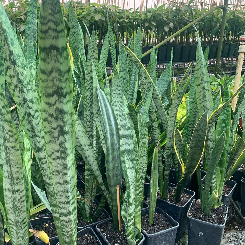 Lakeside Plants & Nursery