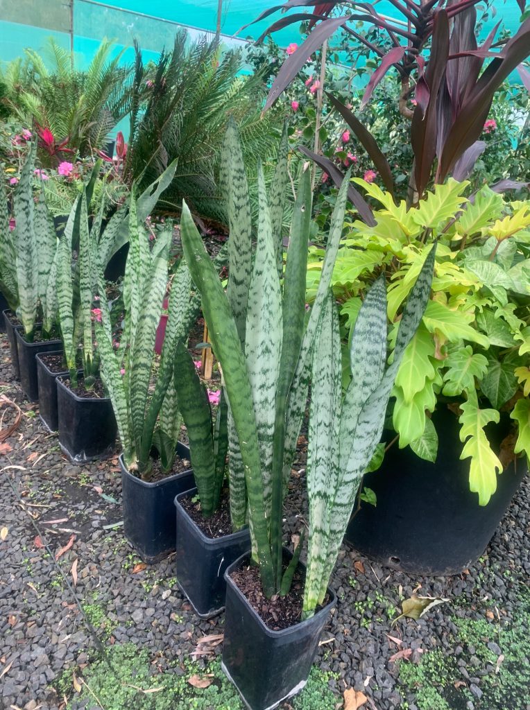 Lakeside Plants & Nursery