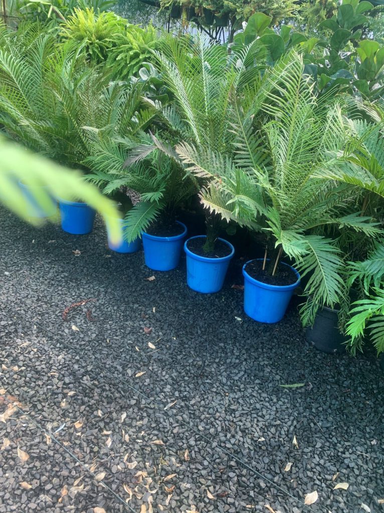 Lakeside Plants & Nursery