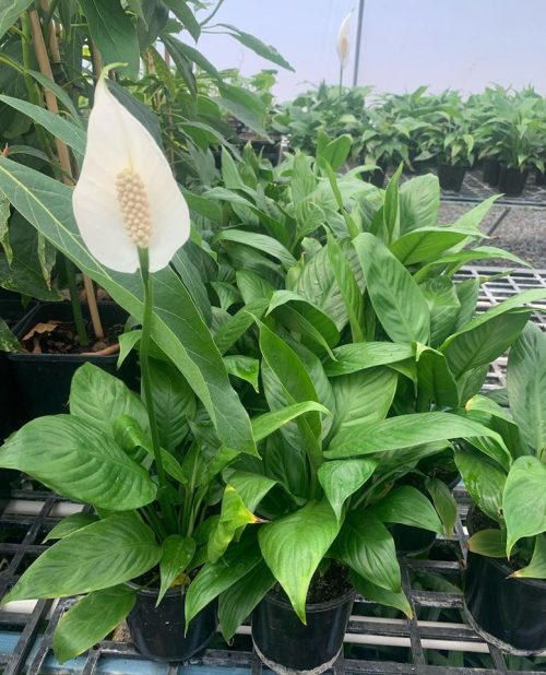 Spathiphyllum