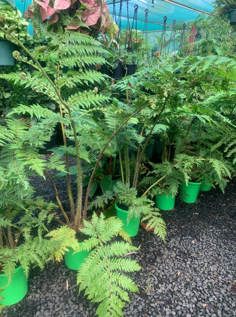 Lakeside Plants & Nursery
