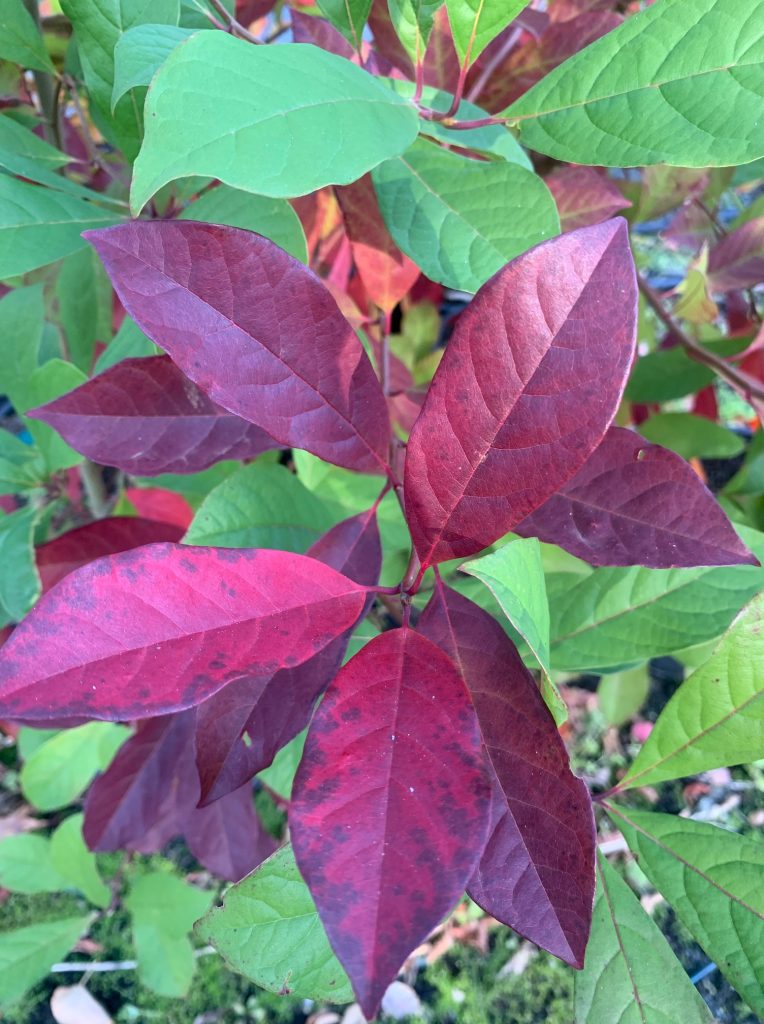Lakeside Plants & Nursery