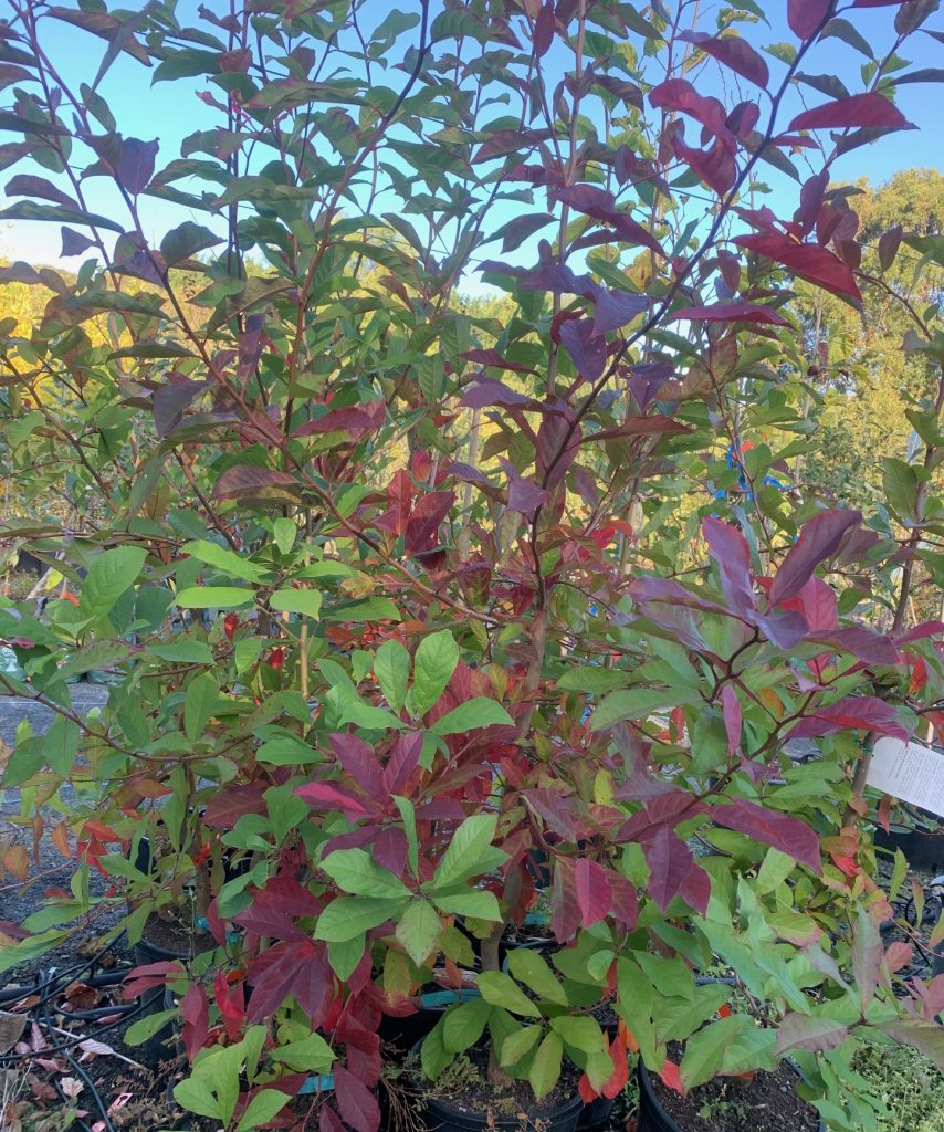 Lakeside Plants & Nursery