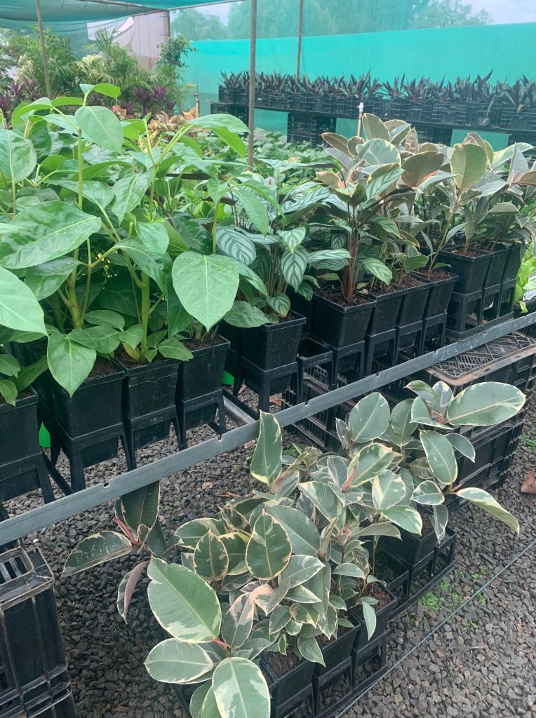 Lakeside Plants & Nursery