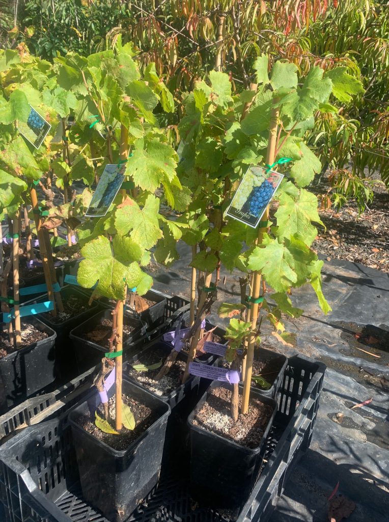 Lakeside Plants & Nursery