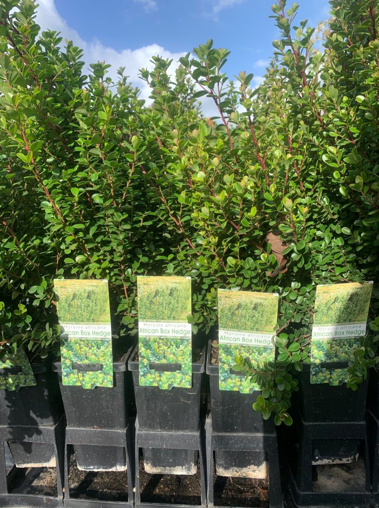 Lakeside Plants & Nursery