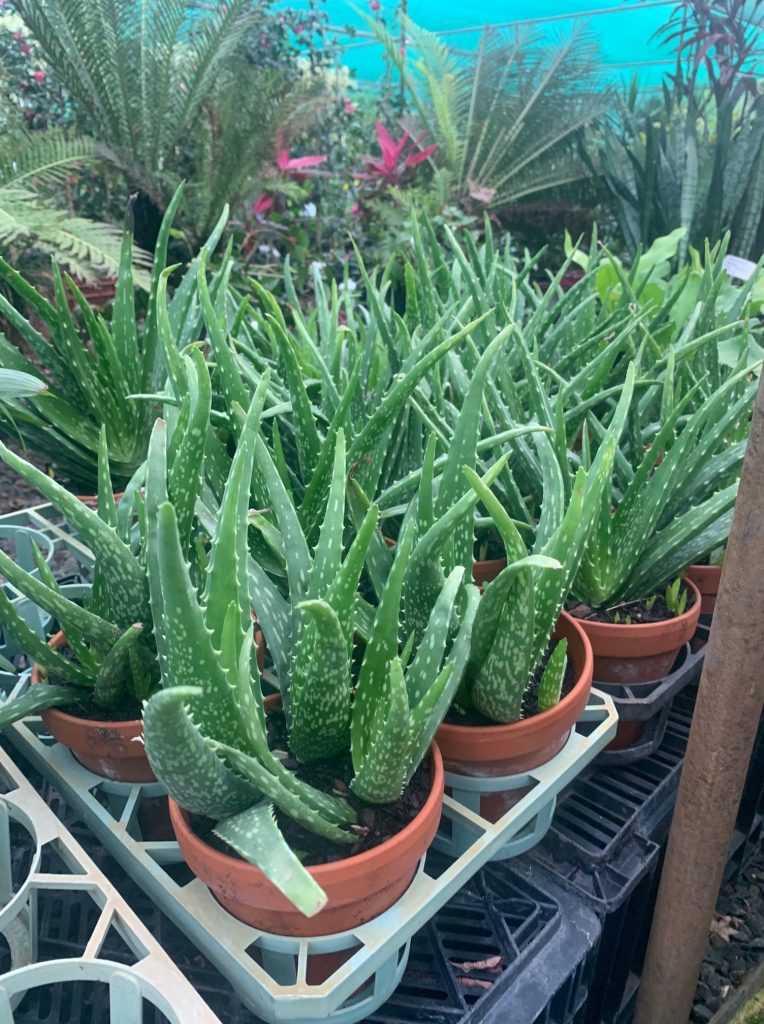 Lakeside Plants & Nursery