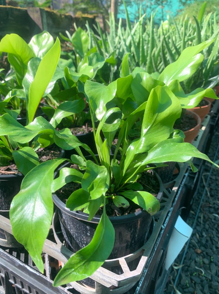 Lakeside Plants & Nursery