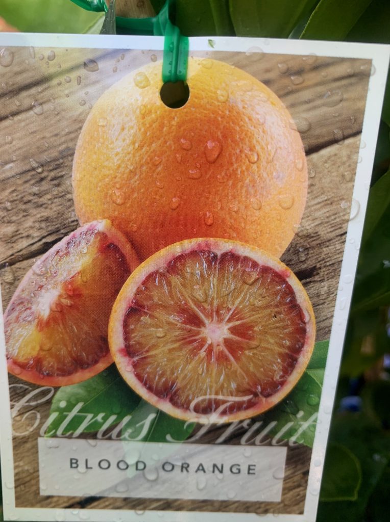 Lakeside Plants & Nursery