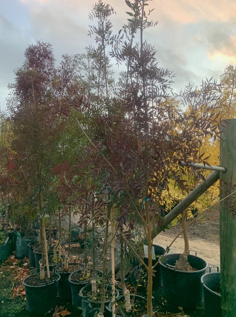 Lakeside Plants & Nursery