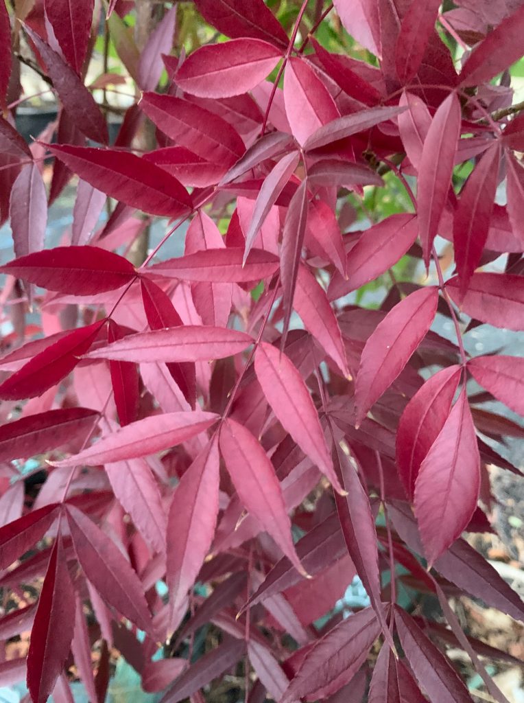 Lakeside Plants & Nursery