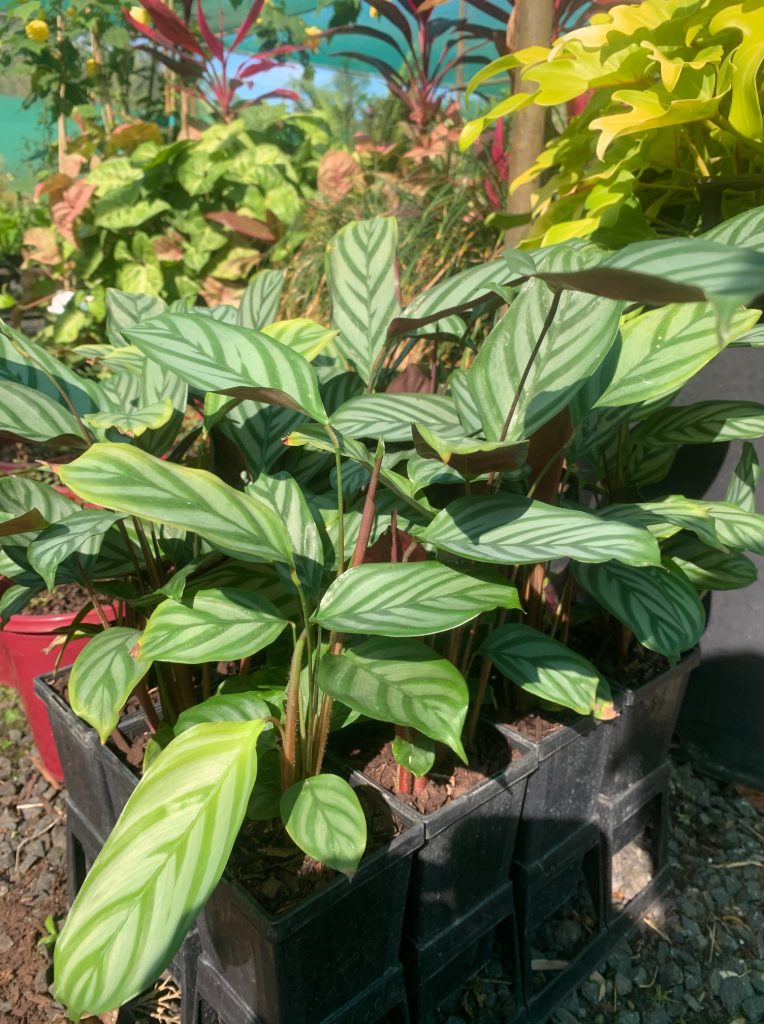 Lakeside Plants & Nursery