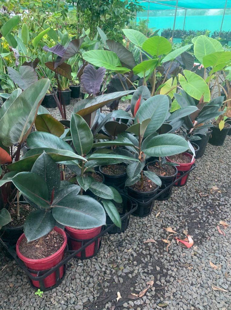 Lakeside Plants & Nursery