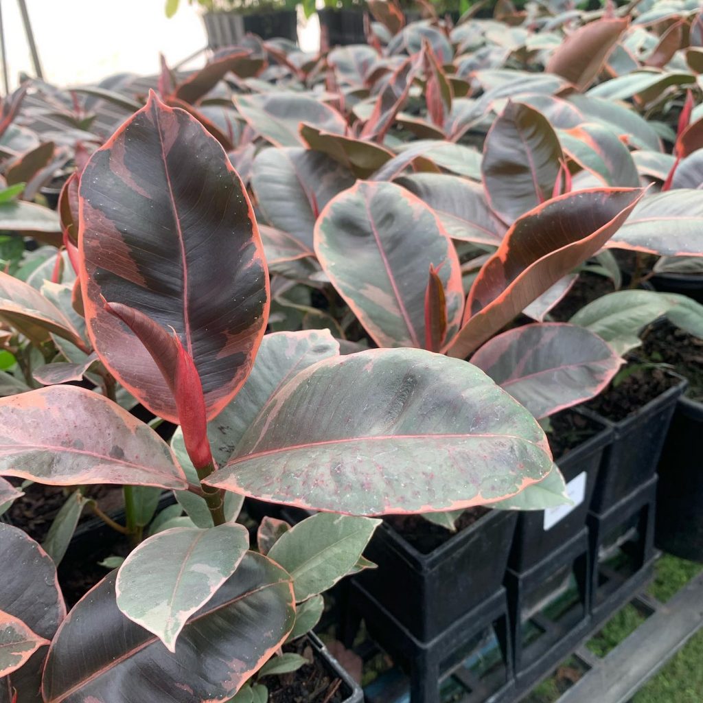 Lakeside Plants & Nursery
