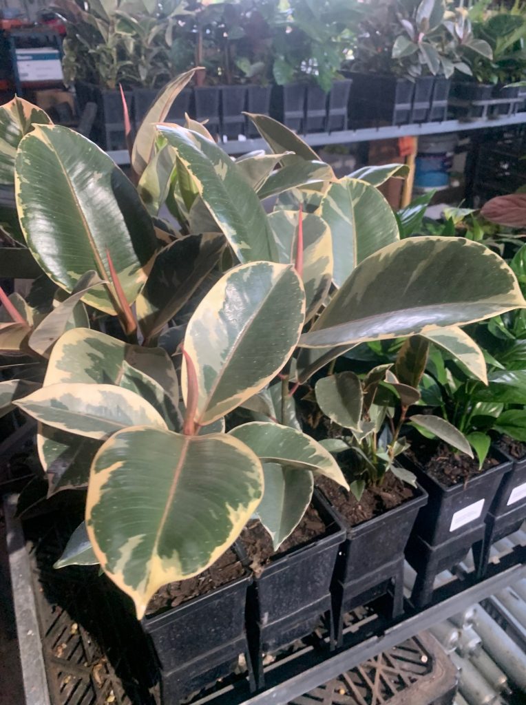 Lakeside Plants & Nursery